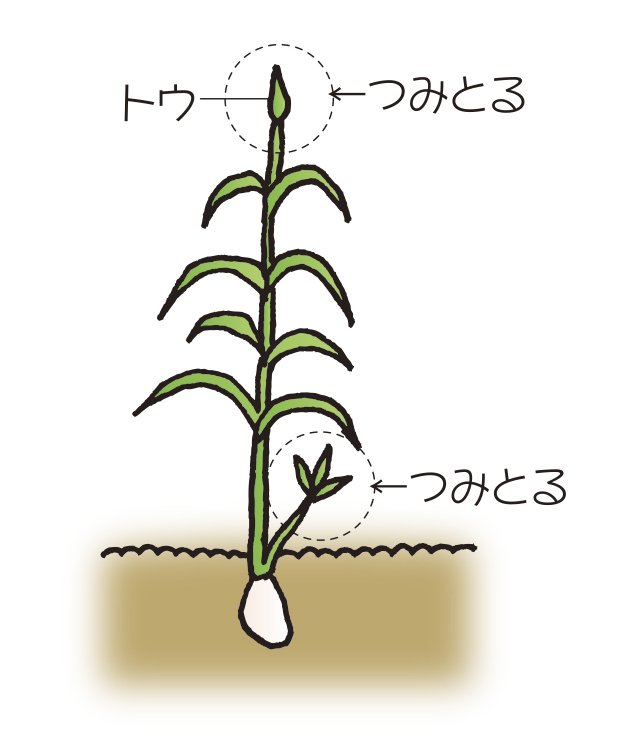 My畑を作ろう 夏 ニンニク Jaえひめ中央 えひめ中央農業協同組合